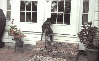 All I Need to Know about Life I Learned from My Dogs
